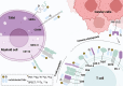 Graphical Abstract