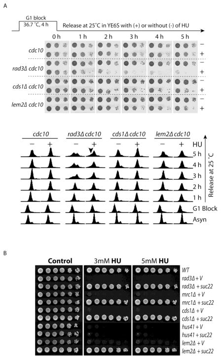 Fig 6