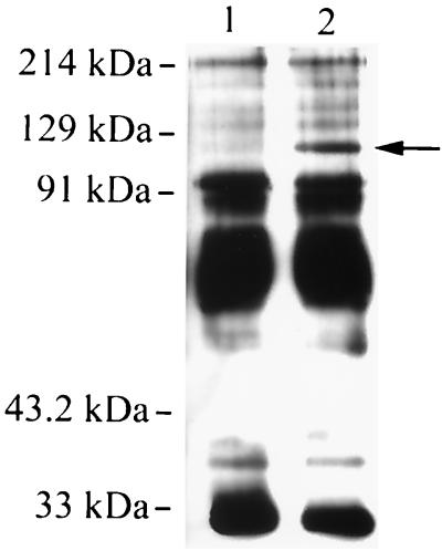 FIG. 9