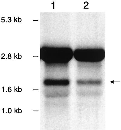 FIG. 5