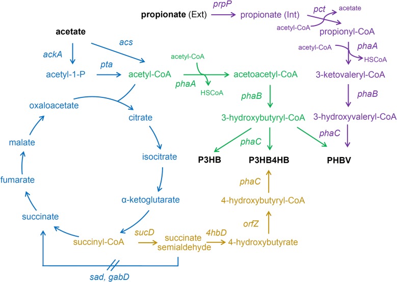 Fig. 1