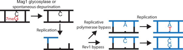 Figure 1—figure supplement 4.