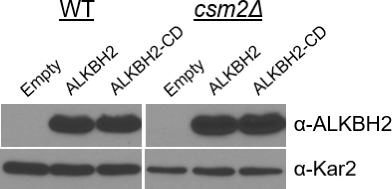 Figure 3—figure supplement 1.