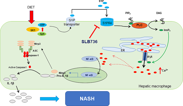 Figure 11