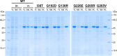 Figure 4—figure supplement 1.