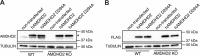 Figure 2—figure supplement 2.