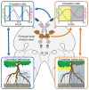 Graphical abstract