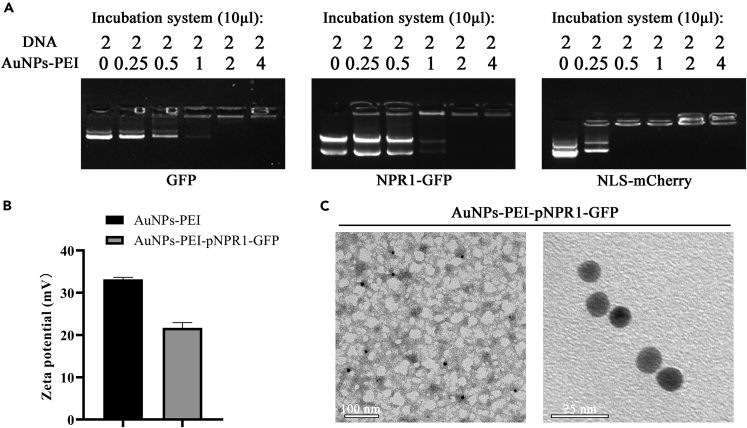 Figure 3