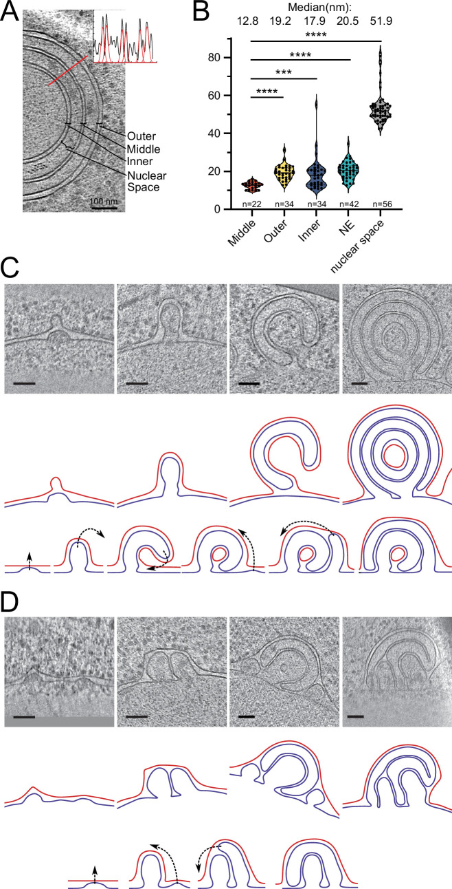 Appendix 1—figure 2.