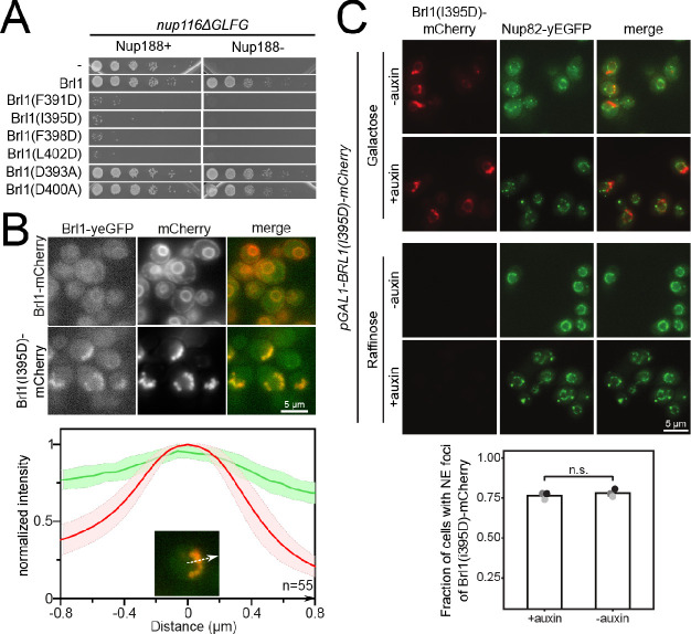 Figure 6—figure supplement 1.