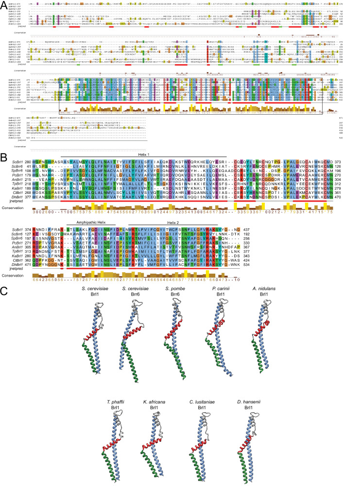 Figure 5—figure supplement 2.