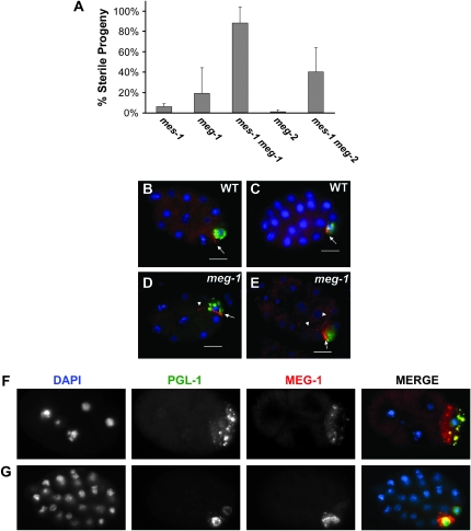 Figure 5.—