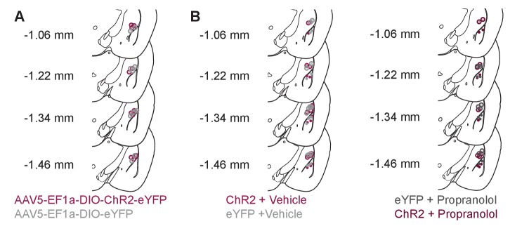 Figure 6—figure supplement 1.