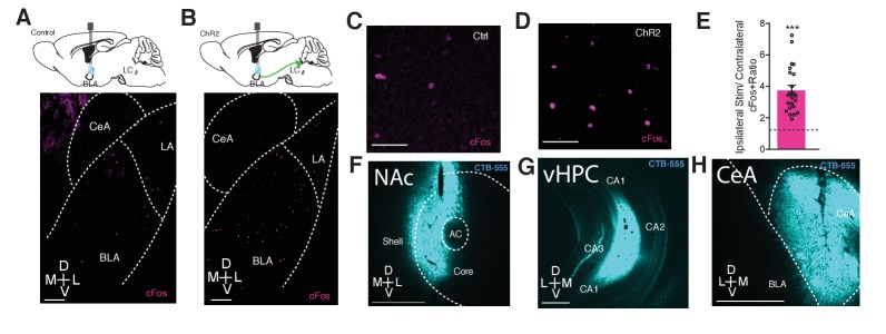 Figure 4—figure supplement 1.