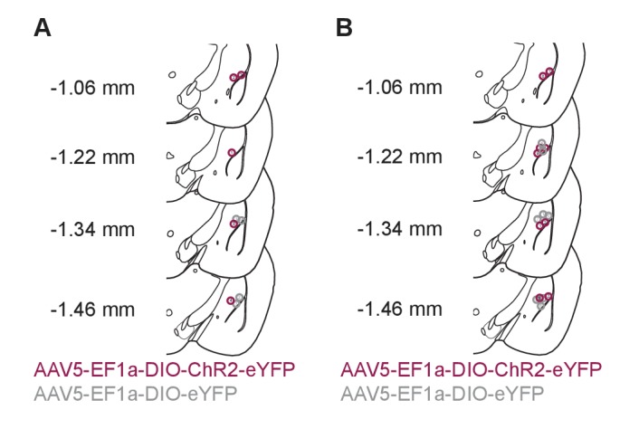 Figure 5—figure supplement 1.