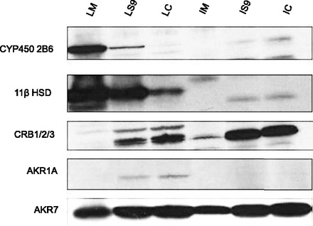 Fig. 8.