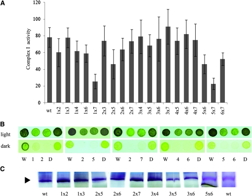 Figure 5.—