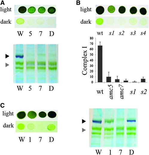 Figure 6.—