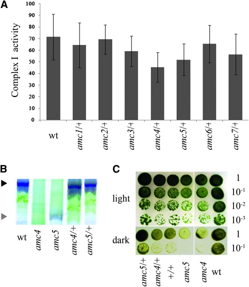 Figure 4.—