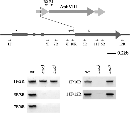 Figure 7.—