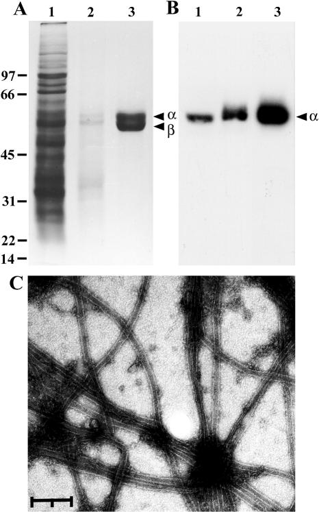 Fig 4.