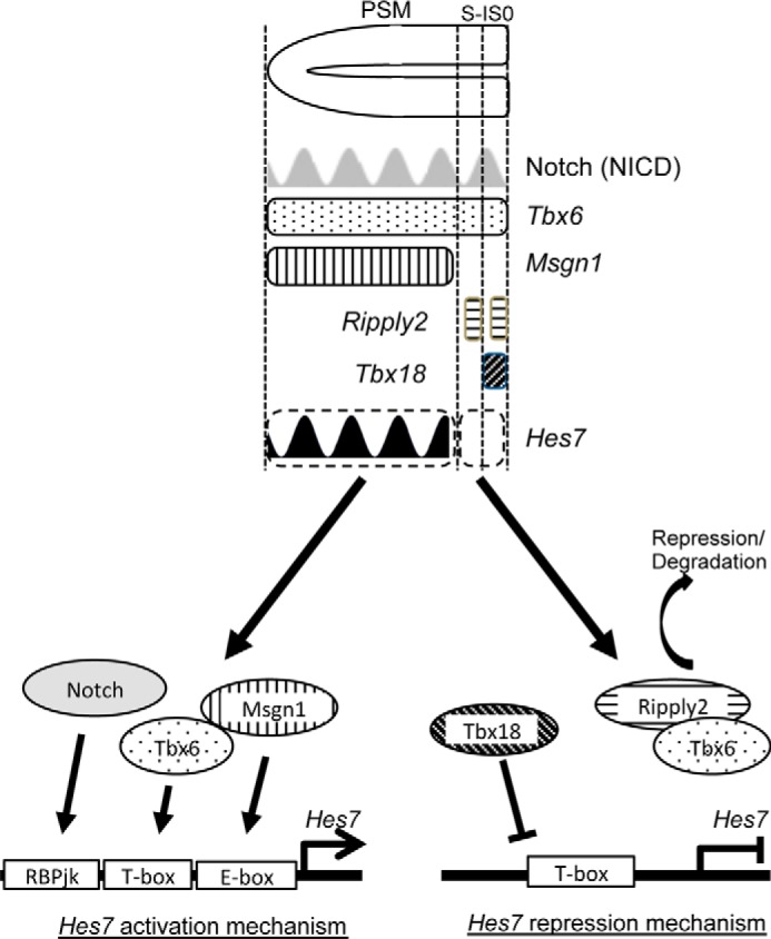 Figure 5.