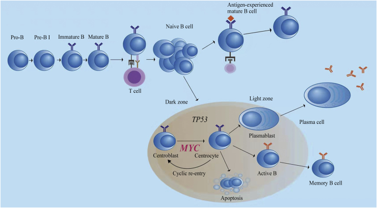 Fig. 1