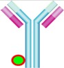 graphic file with name cancers-02-01251-i001.jpg