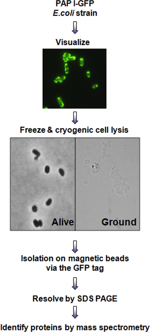 FIG. 1.