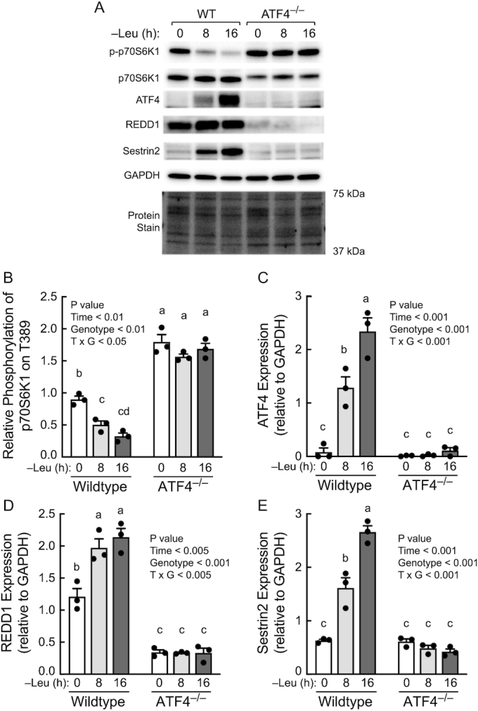 FIGURE 4