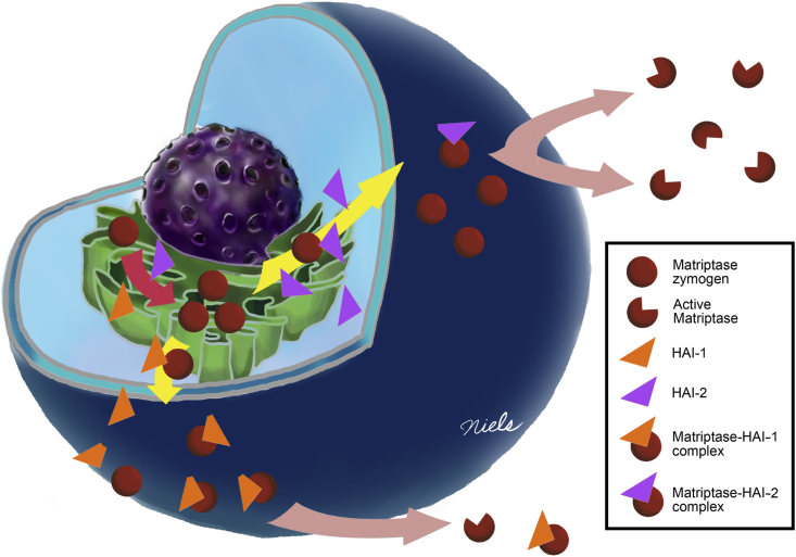 Figure 5