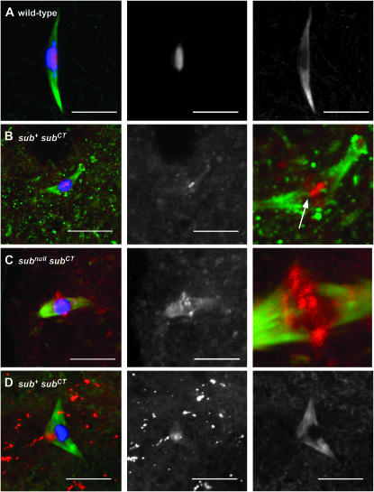 Figure 3.—