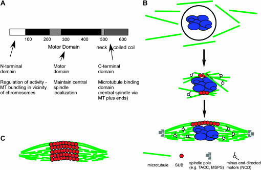 Figure 6.—