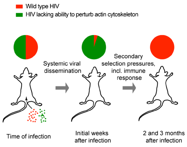 graphic file with name nihms-1516813-f0008.jpg