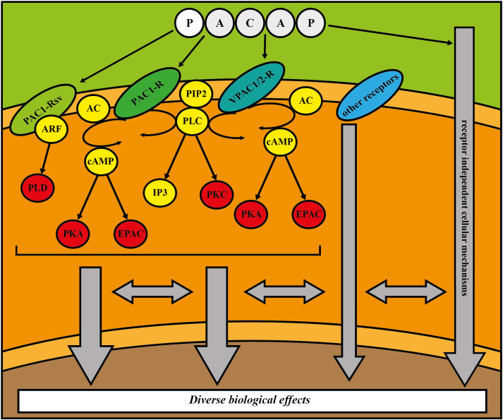 Figure 1