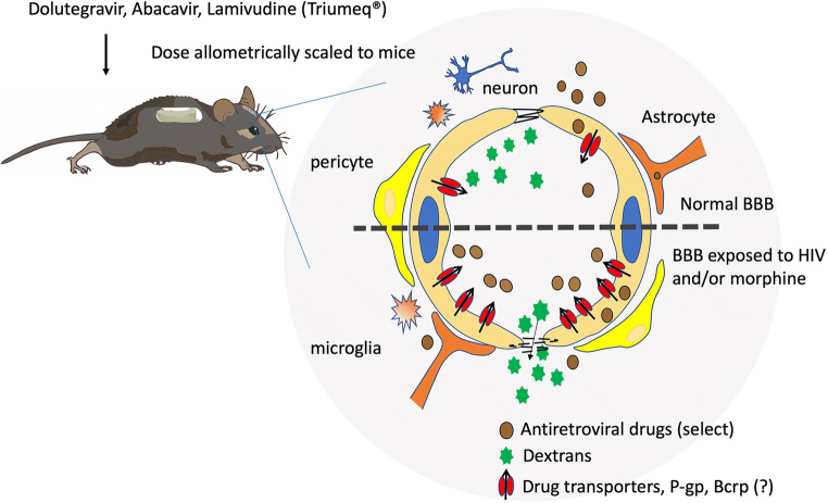 Graphical Abstract