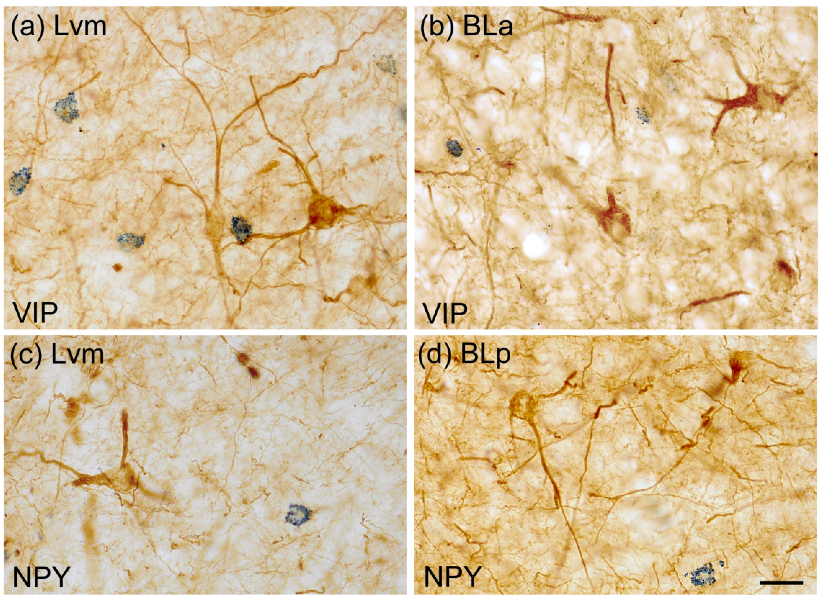 Fig. 9.