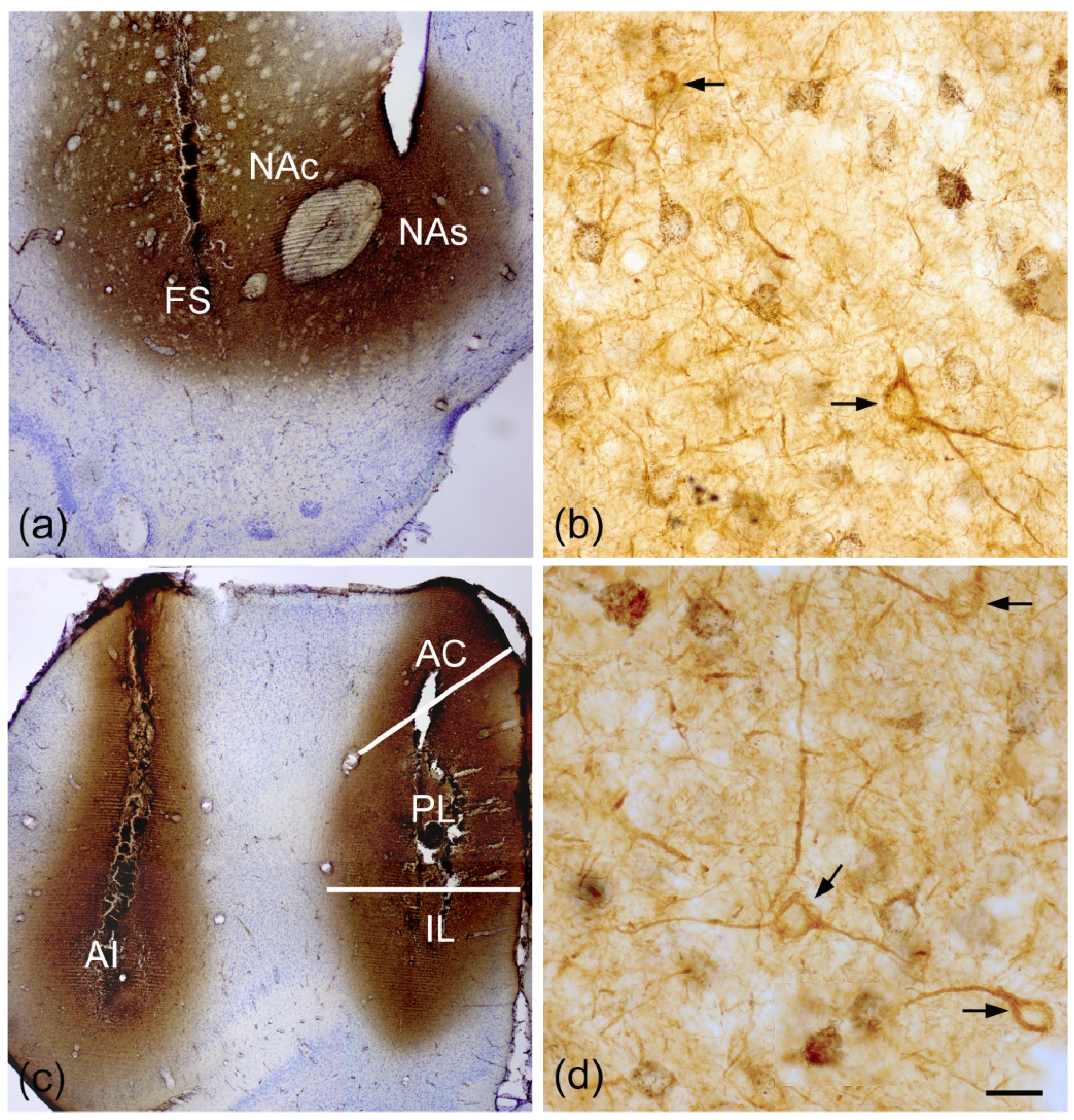 Fig. 10.