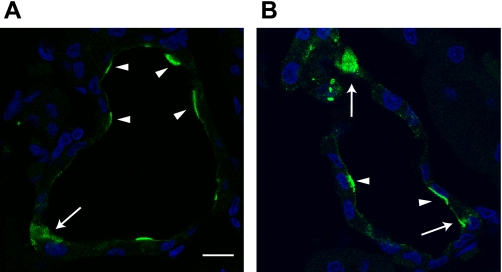 Fig. 10.