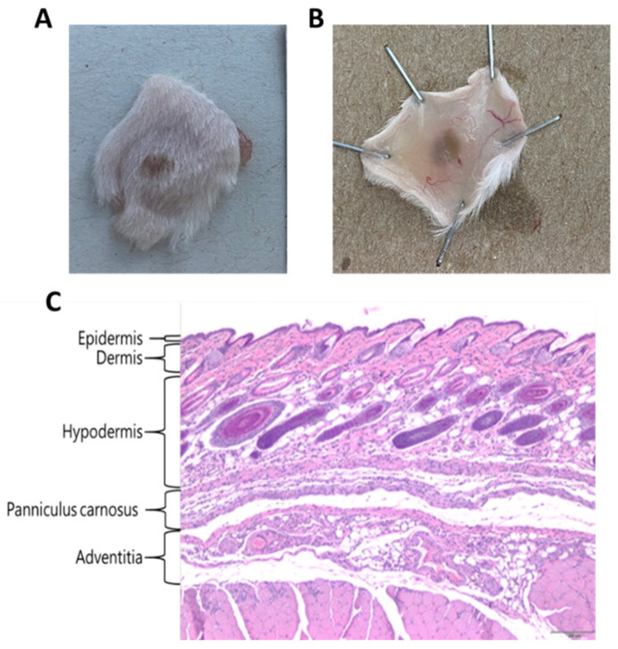 Figure 4