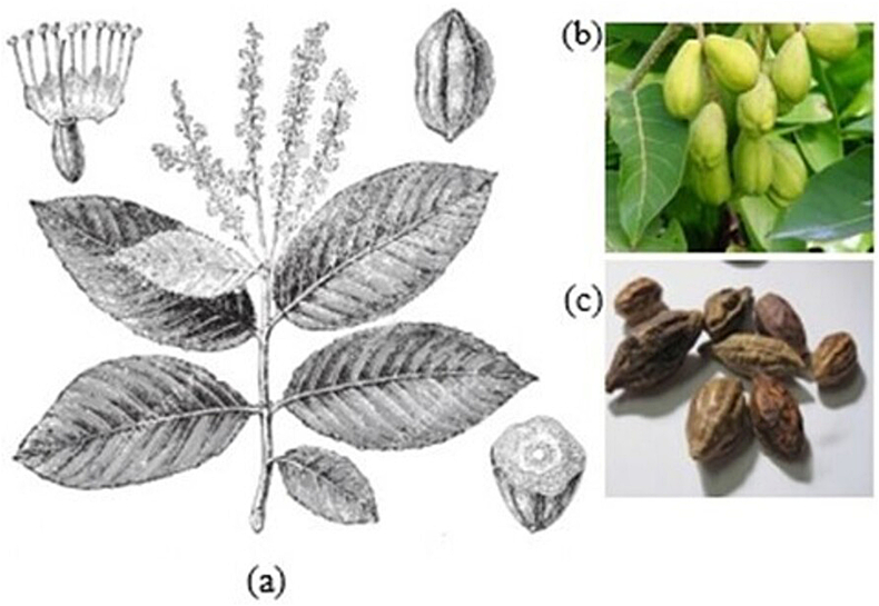 Figure 2