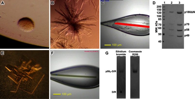 FIGURE 1.