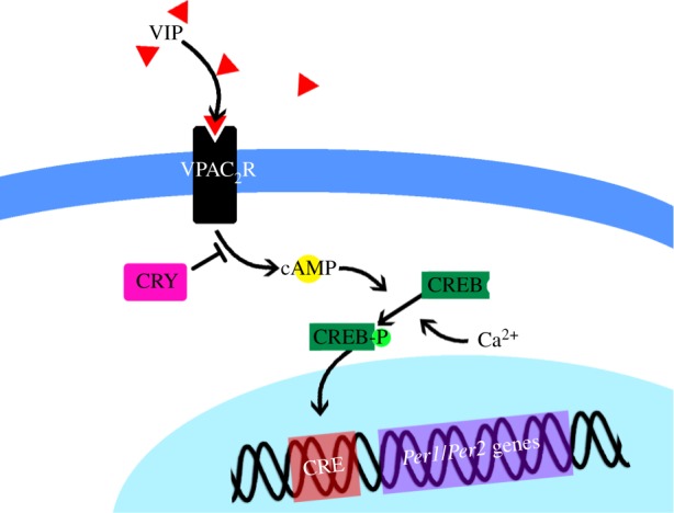 Figure 5.