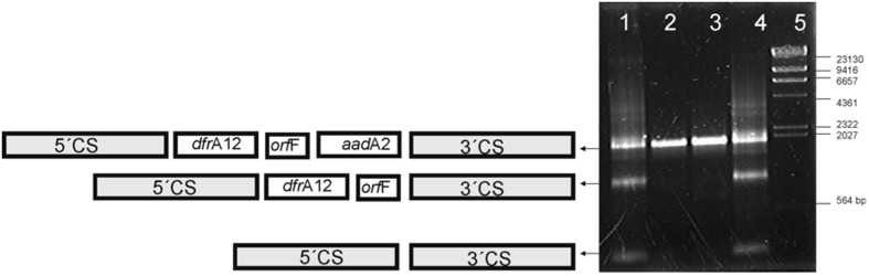 FIGURE 1