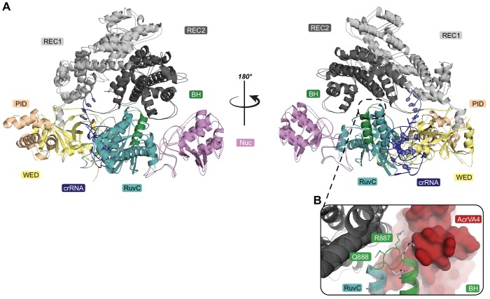 Figure 4—figure supplement 1.