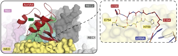 Figure 2—figure supplement 1.