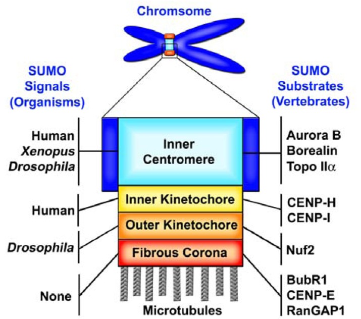 Fig. (2)