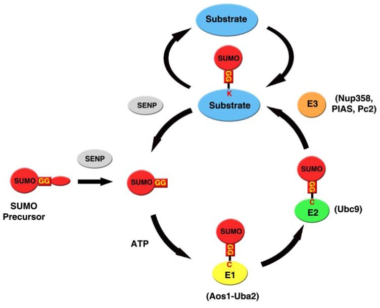 Fig. (1)