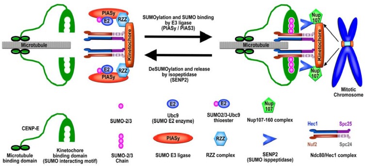 Fig. (3)