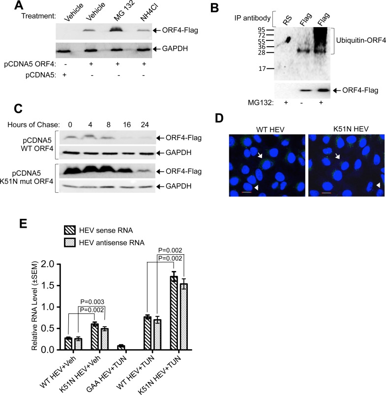 Fig 10